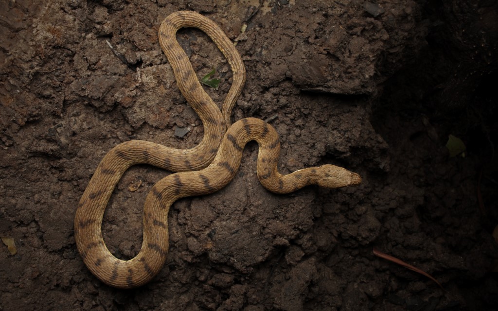 Snake Names In Malayalam